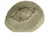 Eocene Fossil Crab (Megakos) - Washington State #338081-1